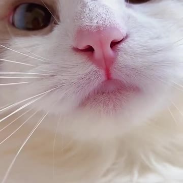 shorts cat meme & kitten - funny cats meow baby cute compilation