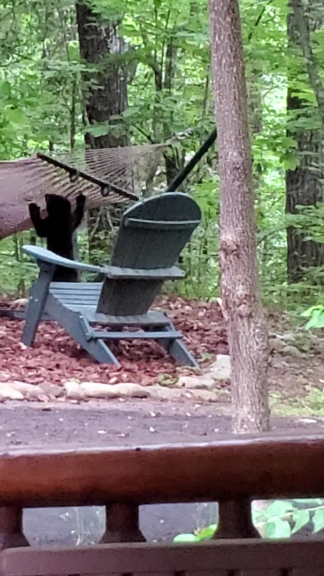 Mama Bear and Her Cubs Play on Hammock