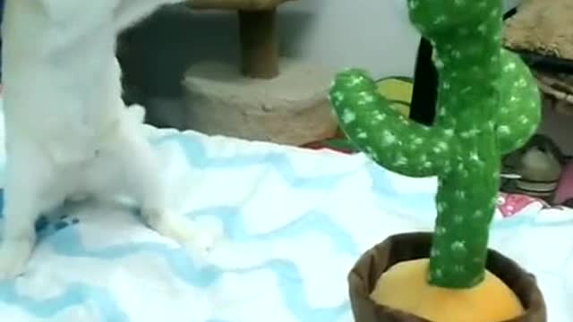 Adorable cat fight with fake cactus