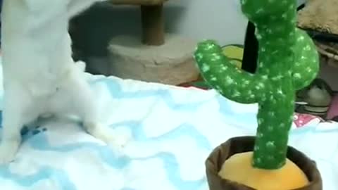 Adorable cat fight with fake cactus