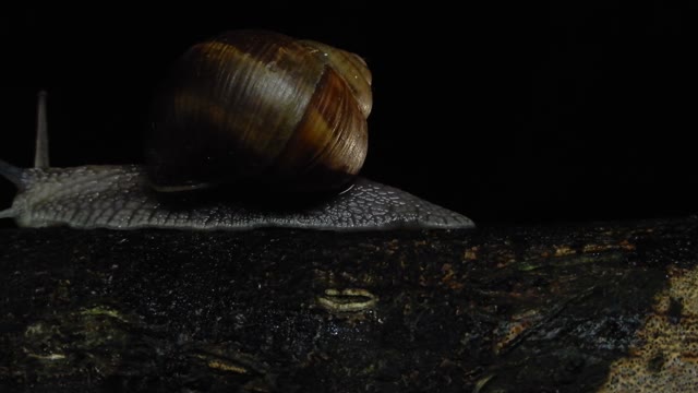 Snail Night Crawl