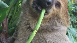 Sleepy Sloth Can't Hold Onto Snack