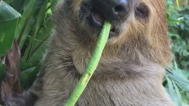 Sleepy Sloth Can't Hold Onto Snack