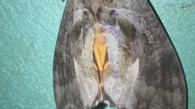 Beautiful butterfly 🦋 close up video