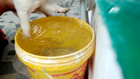 Puppy Learns How to Swim in Bucket