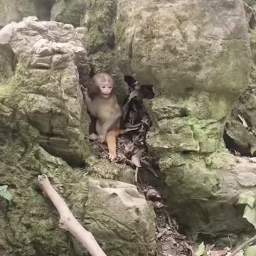 Baby monkey Play hide and seek