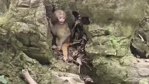 Baby monkey Play hide and seek