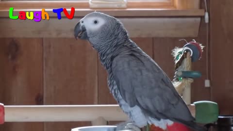 Parrot talking