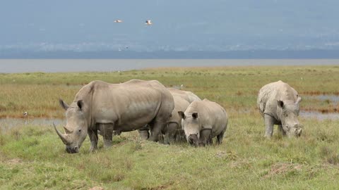 Travel to Africa on safari African Wildlife life