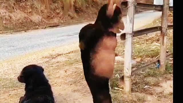 Gorilla dance oreginal video !! Monkey dancing funny and amazing video 2021