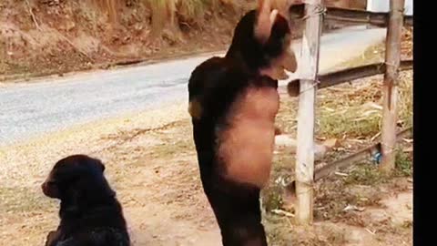 Gorilla dance oreginal video !! Monkey dancing funny and amazing video 2021