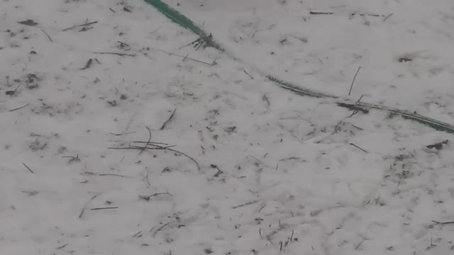 Ducks walking around the snow a little bit
