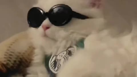 Cool looking cat