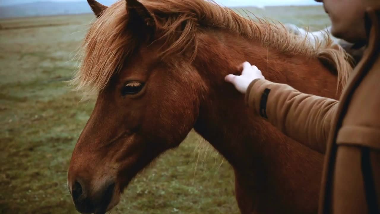 Young traveling man stroking Icelandic horse grazing on the field