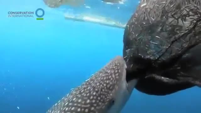 Whale Shark takes back his meal from a fisherman