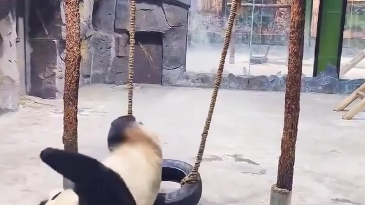 Funny panda enjoying game 😂