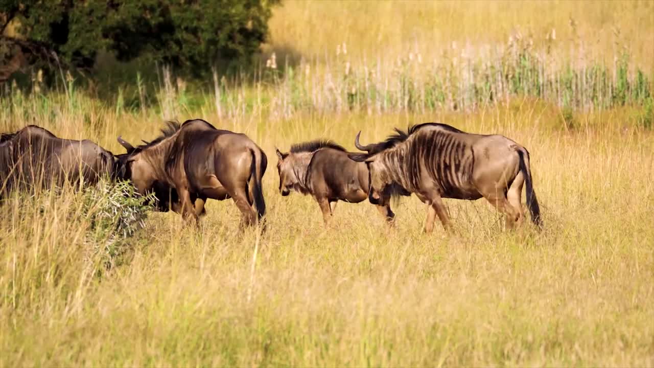Safari Wild Wildebeest Hurd, Madagascar
