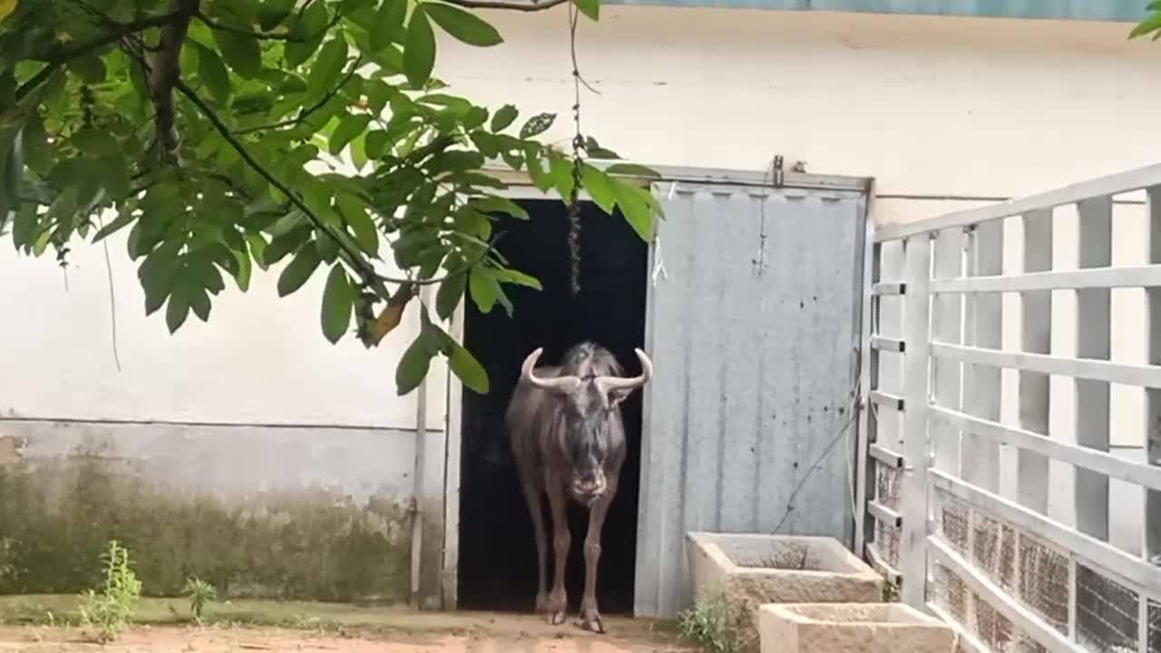 Get it wrong, it's a cow!