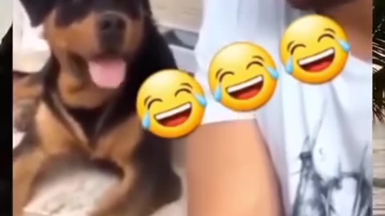 This is not copy cat its copy dog funny moments