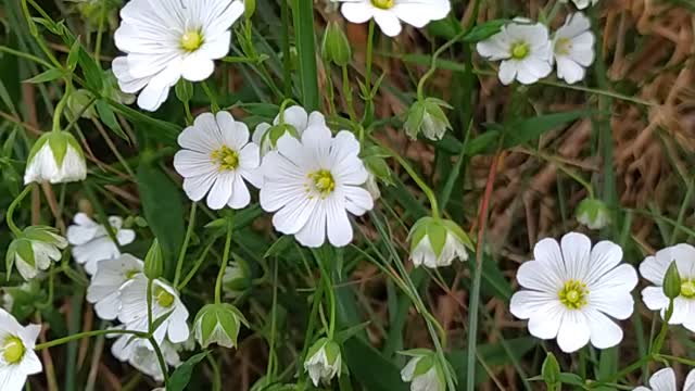 Stitchwort flowers