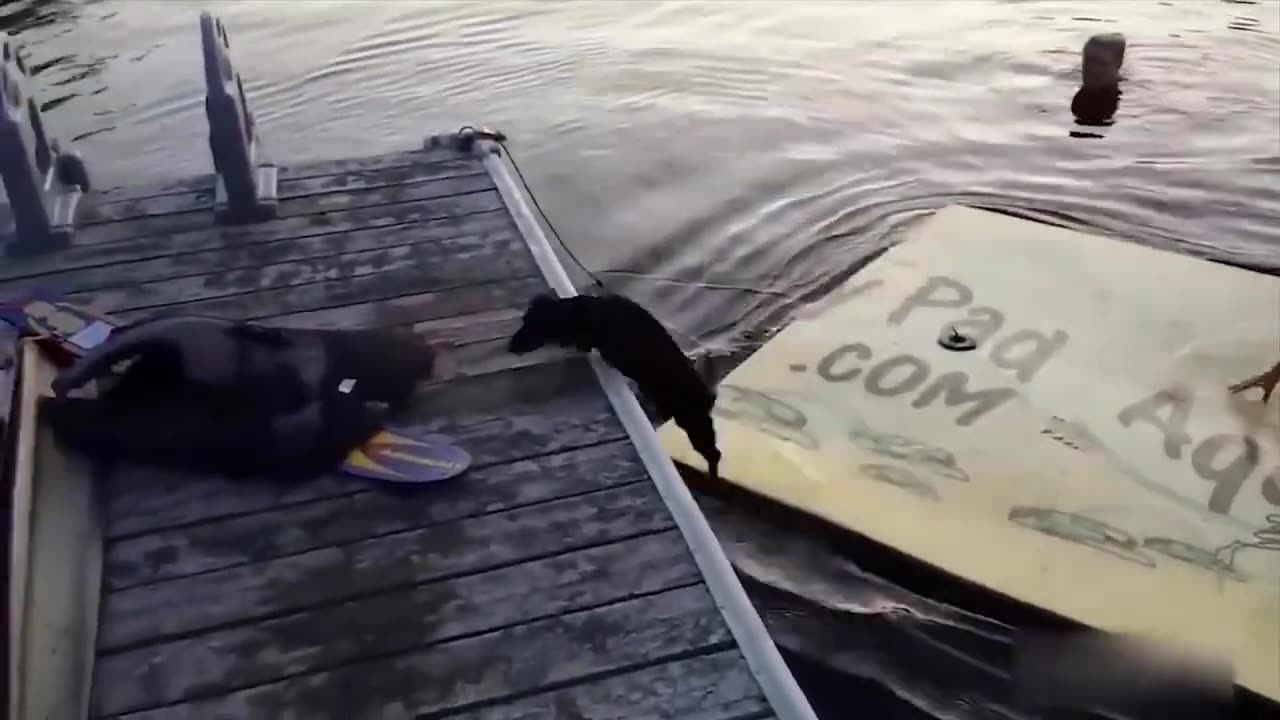 Funny animals videos
