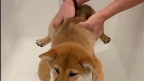 Everything but bath