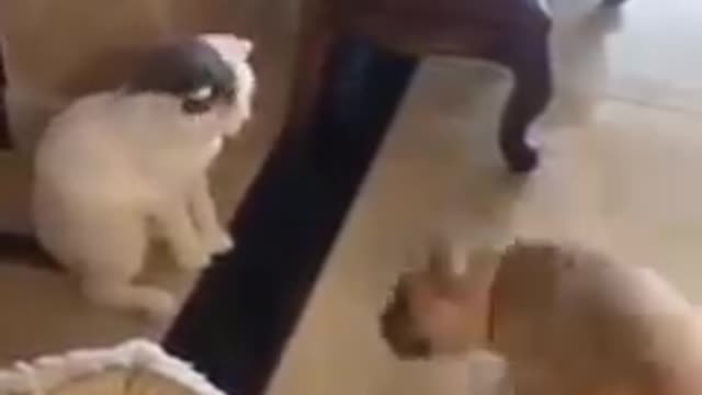 Funniest Cats 😹 - Don't try to hold back Laughter 😂 - Funny Cats Life