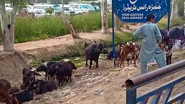 Beautiful scene of mandi and animals of the mandi