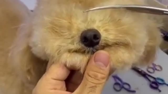 Funny and Cute DOG Videos Compilation. #shorts #2021 #short 137