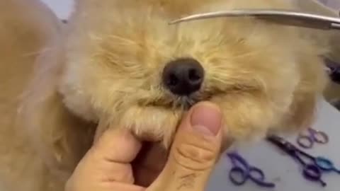 Funny and Cute DOG Videos Compilation. #shorts #2021 #short 137