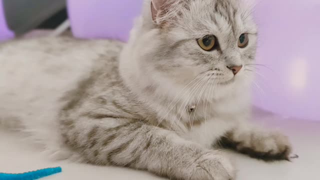 Pawsatively Adorable Ally!