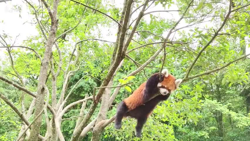 [little panda maotman] self hanging southeast branch