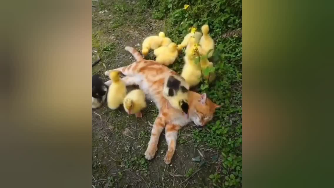 Cat & Duck Best Friends