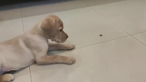 cute labrador pupp