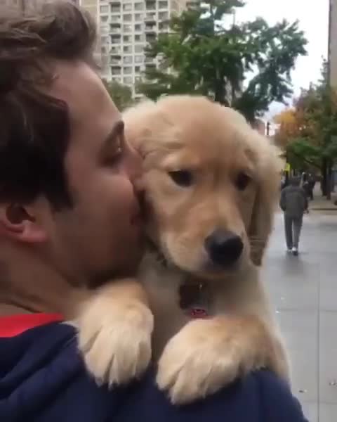 Cute baby animals Videos Compilation cutest moment of the animals - 🐶 Cutest Puppies #25