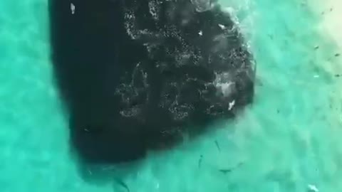 At first glance, it may seem like a huge rock, washed by the sea wave.