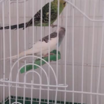 Oscar & lili an amaizing couple