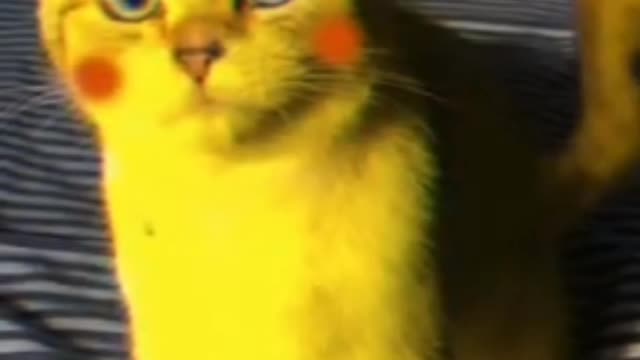 Dangerous Cat 2