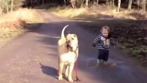 Funny Dog Videos 2021 It's time to LAUGH with Dog's life35