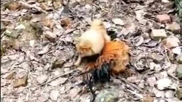 Chickens Verses Dogs - Chickens Rule The Roost! Funny