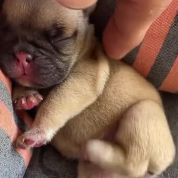 This cute little baby.