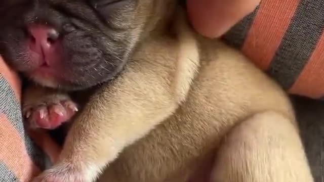 This cute little baby.