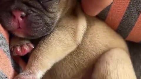 This cute little baby.