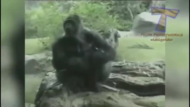 Funny animals video best comedy