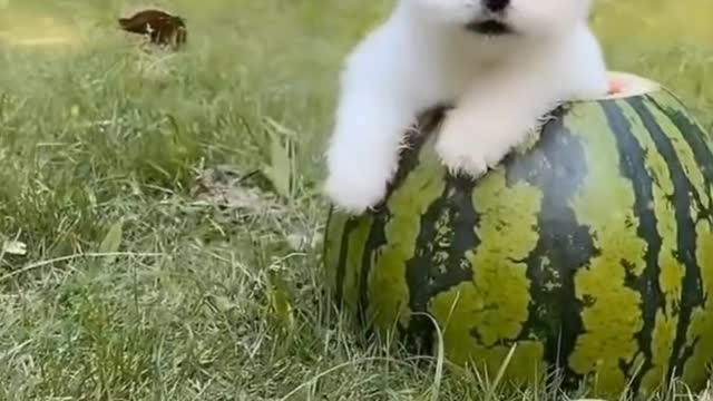 Cute puppy