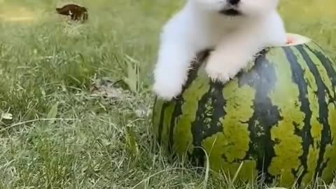 Cute puppy