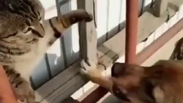 📹 Fight Compilation | funny fight cats and dog 🐶😹 - Funny Animals Compilation 😂