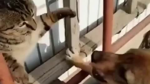 📹 Fight Compilation | funny fight cats and dog 🐶😹 - Funny Animals Compilation 😂