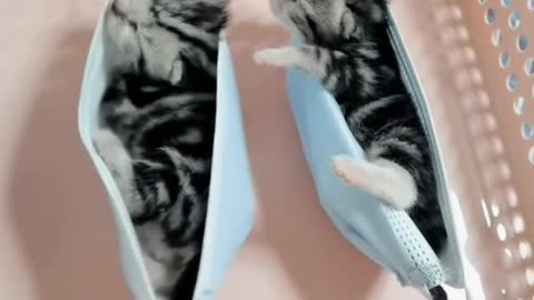 Cat video