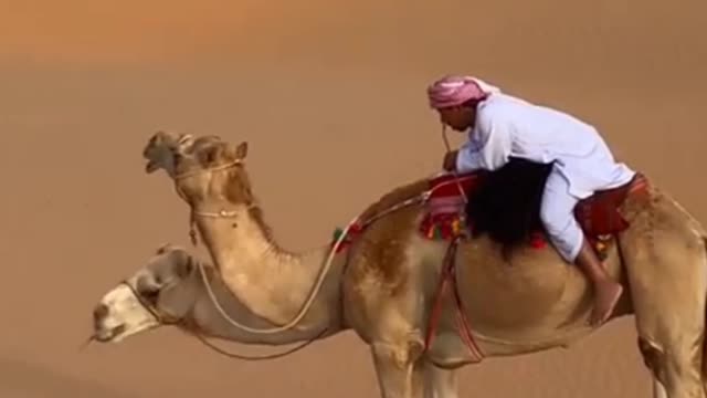 Safari On Camel